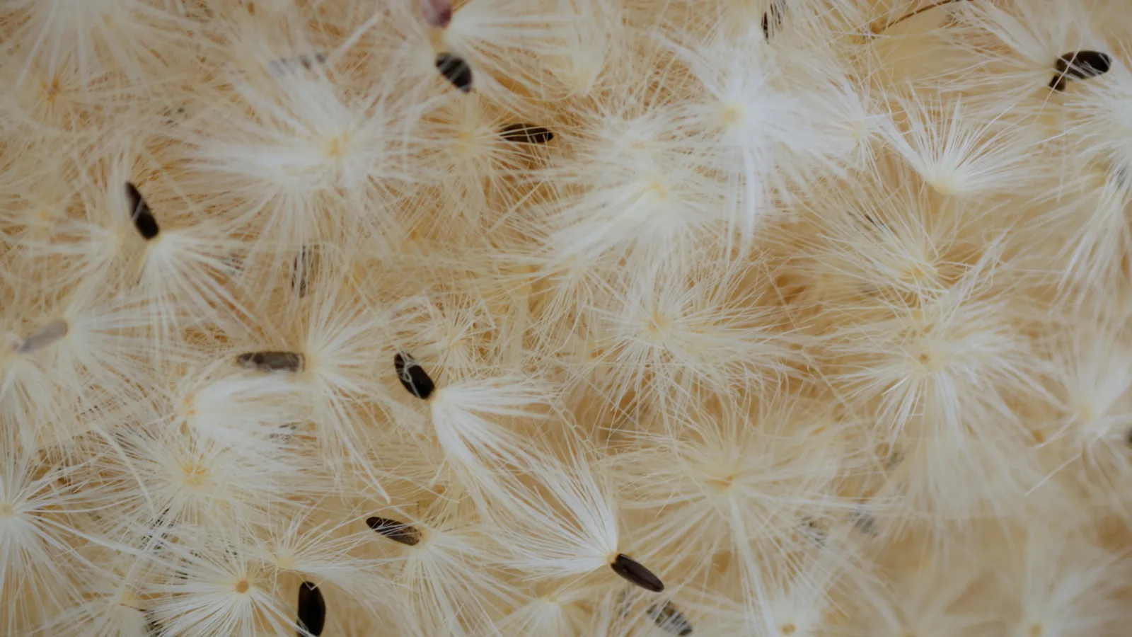 Flying Seeds, Captured Clouds